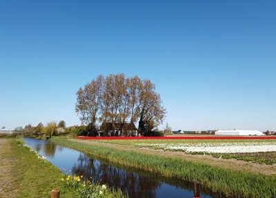 Tulipanes 2026 — 30 · Oegstgeest