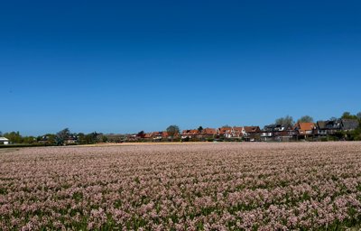 Tulipanes 2026 — 21 · Hillegom
