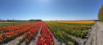 Tulipanes 2026 — 13 · Heemstede