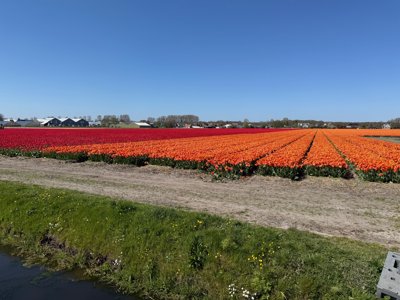 Tulipanes 2026 — 24 · Lisse