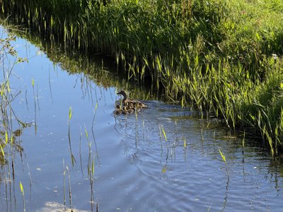 Tulipanes 2026 — 25 · Hillegom