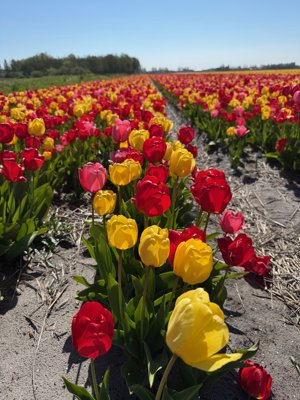 Tulipanes 2026 — 10 · Heemstede