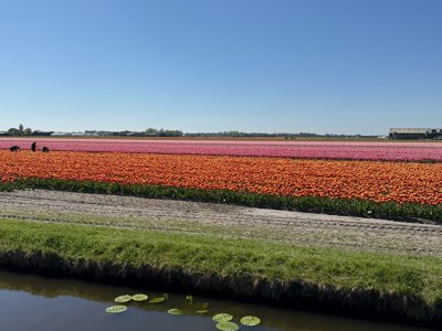 Tulipanes 2026 — 27 · Hillegom
