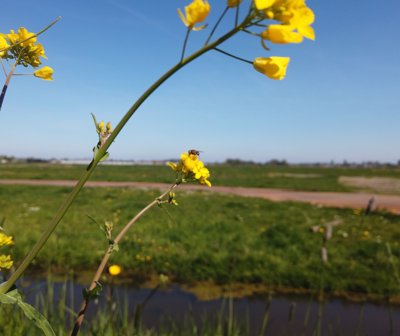 Tulipanes 2026 — 40 · Uithoorn