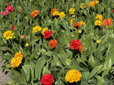 Tulipanes 2026 — 29 · Sassenheim