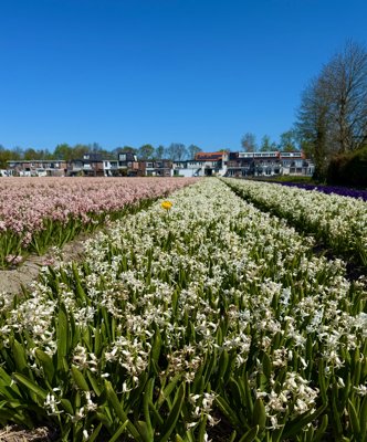 Tulipanes 2026 — 19 · Hillegom