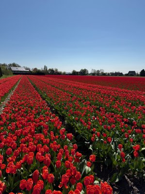 Tulipanes 2026 — 16 · Bennebroek
