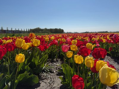 Tulipanes 2026 — 11 · Heemstede