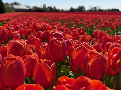 Tulipanes 2026 — 18 · Bennebroek