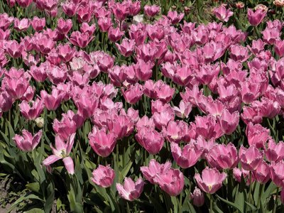 Tulipanes 2026 — 28 · Sassenheim