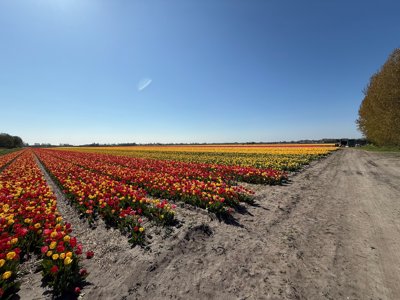 Tulipanes 2026 — 09 · Heemstede