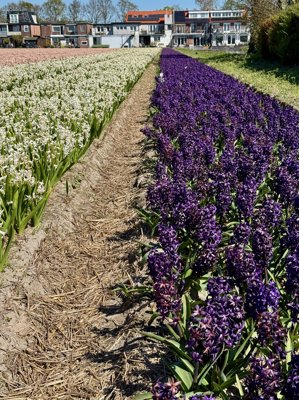 Tulipanes 2026 — 20 · Hillegom