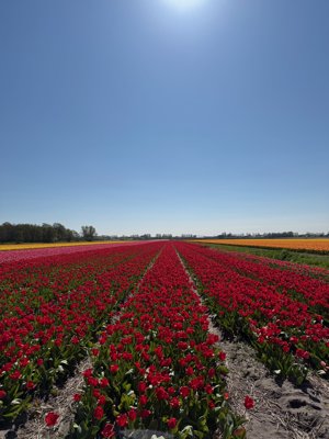 Tulipanes 2026 — 15 · Heemstede