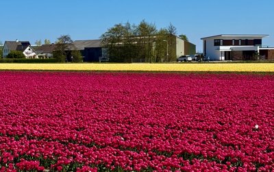 Tulipanes 2026 — 23 · Lisse