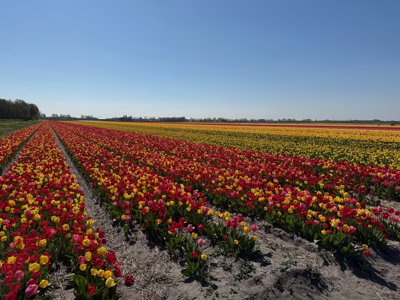 Tulipanes 2026 — 08 · Heemstede