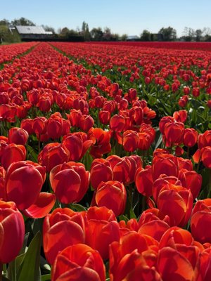 Tulipanes 2026 — 17 · Bennebroek