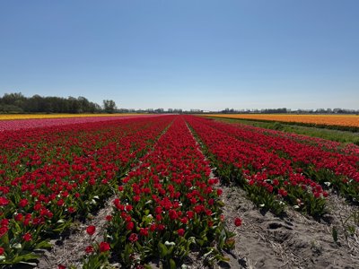 Tulipanes 2026 — 14 · Heemstede